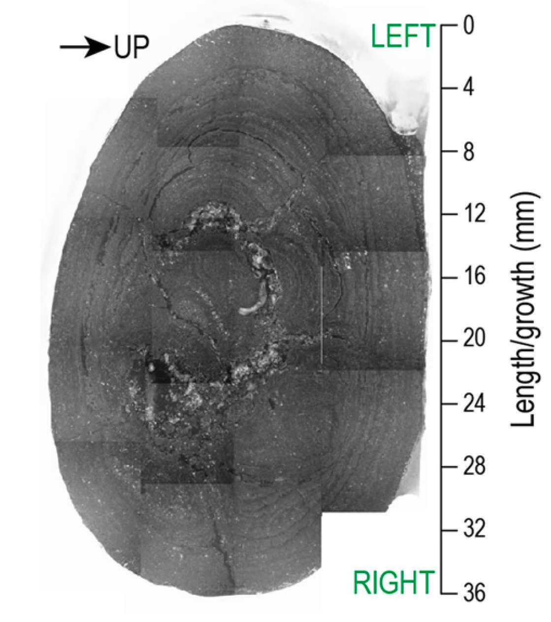 Pacific Ocean nodule