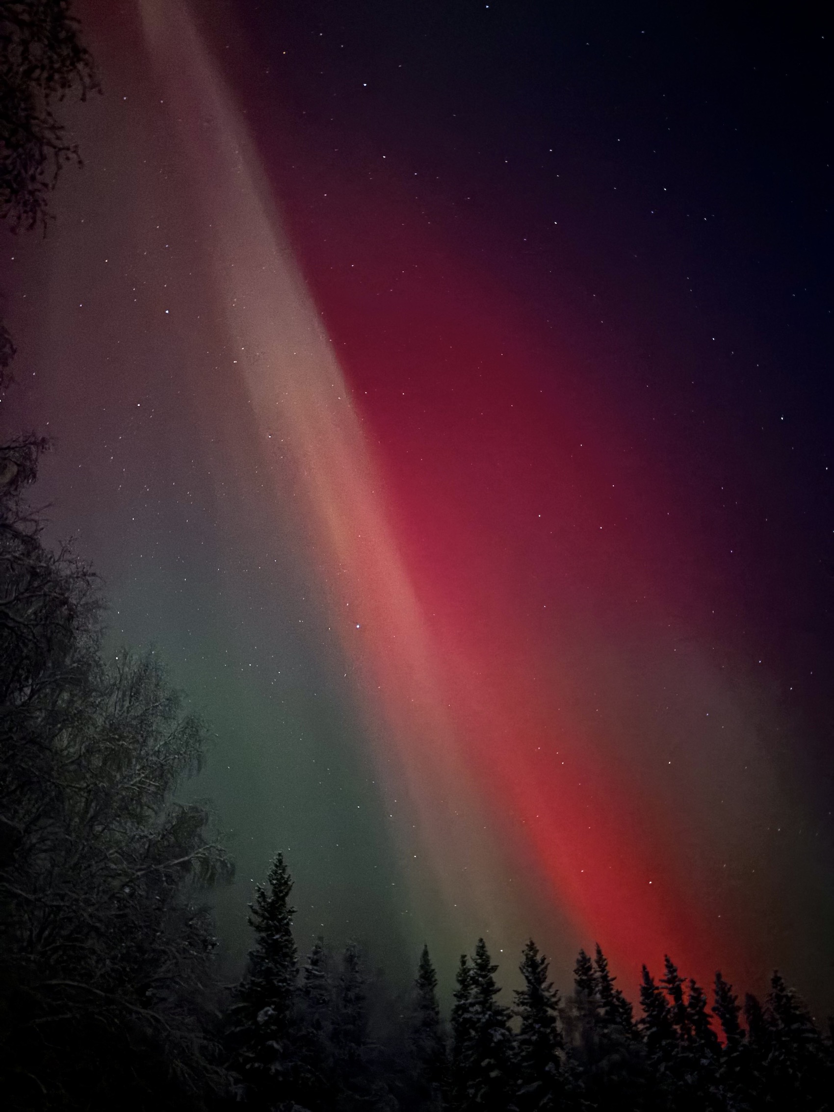 Red aurora fills the sky above a forest.