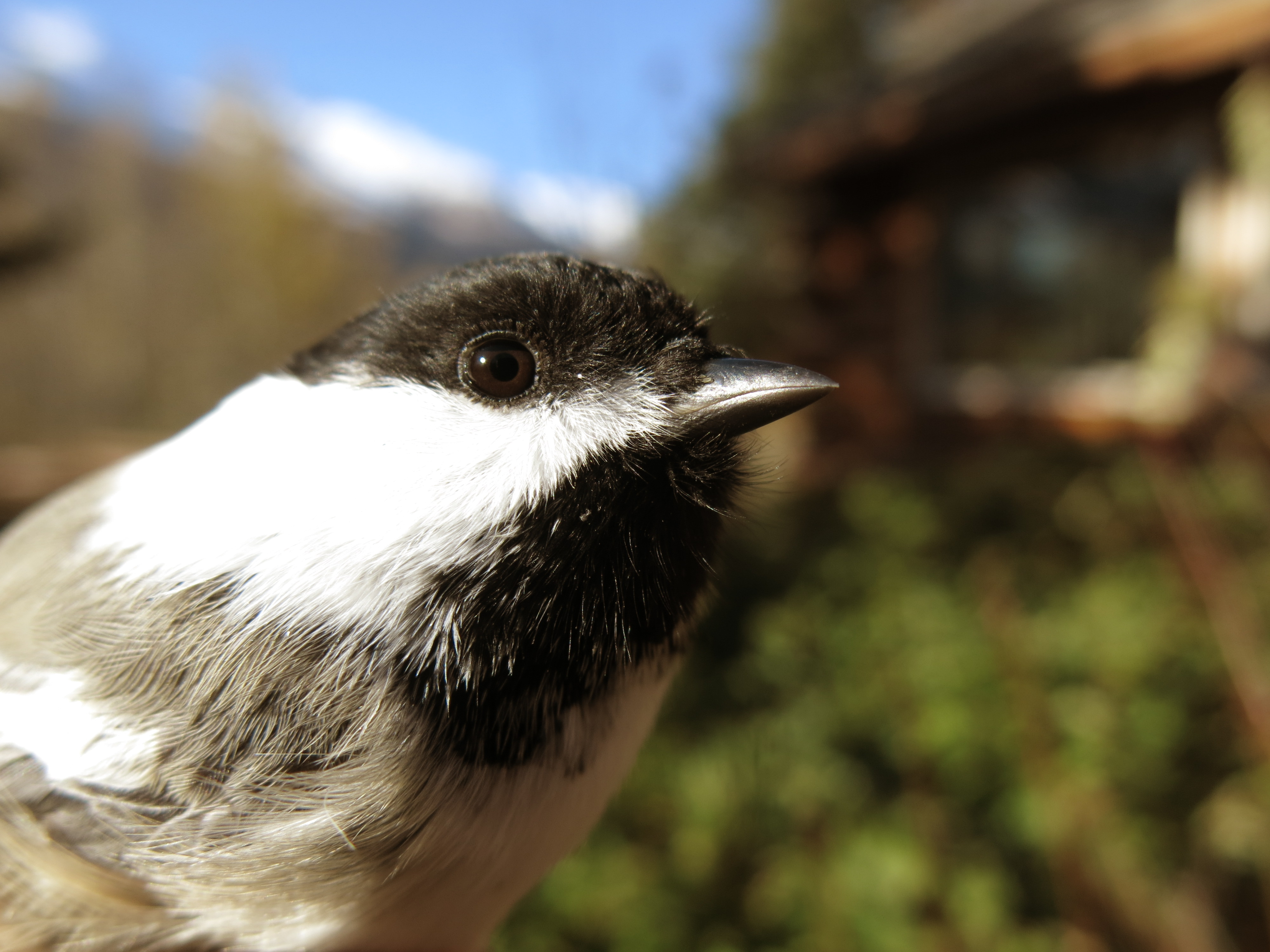 A small black and white bird in profile