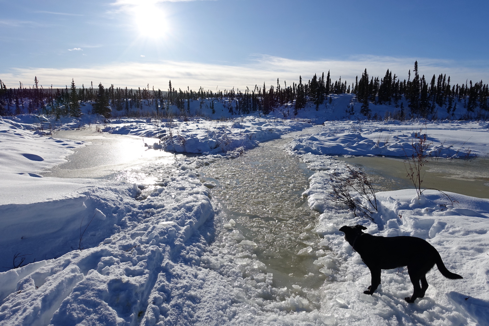 A black dog stands by a trail in the snow that passes through a puddle filled with chunks of ice. In the background is a snowy high bank on which spruce trees grow. 