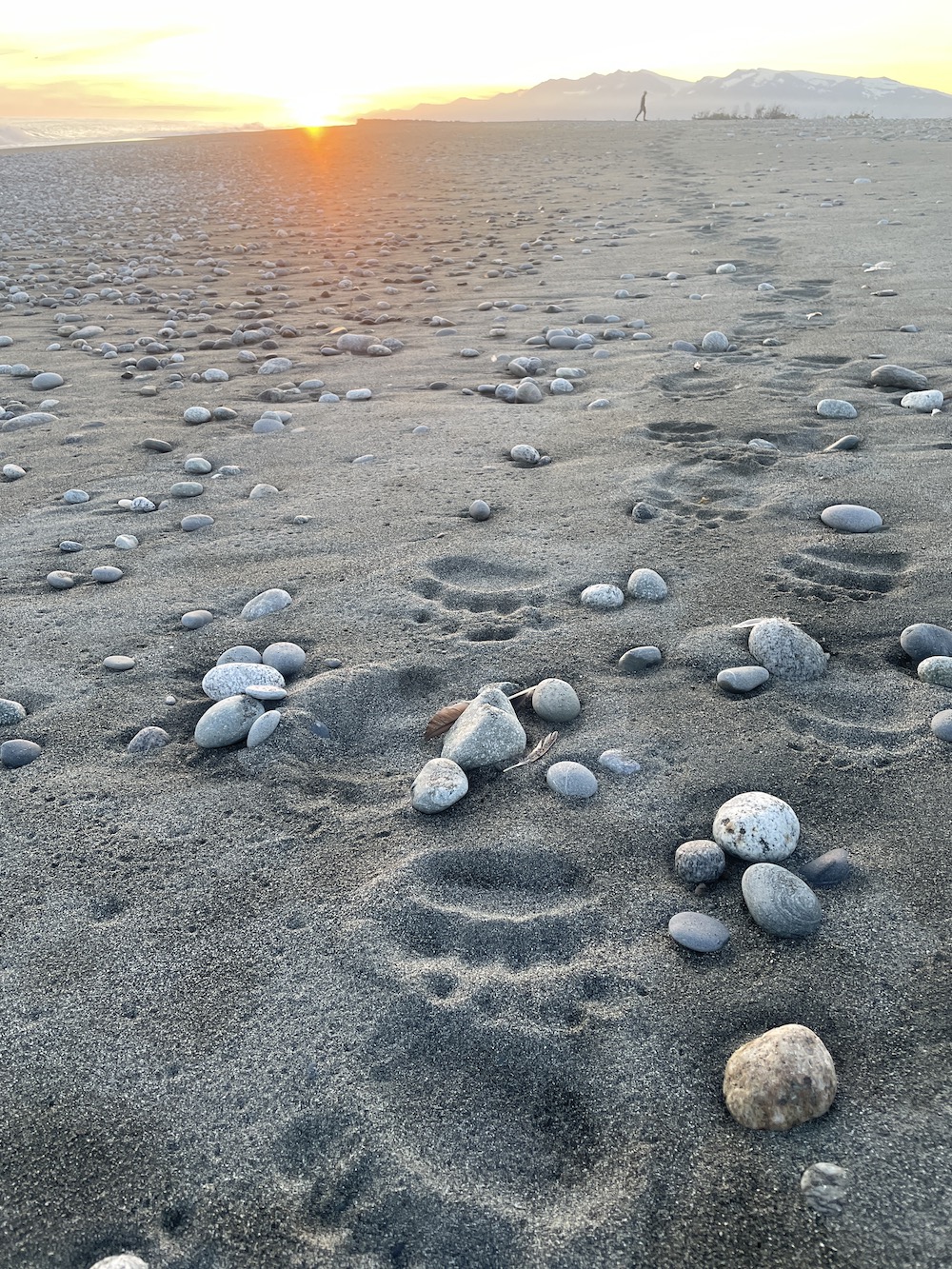 A trail of brown bear tracks, with toes pointing toward the photographer, dimples the gray sand between cobbles on a beach. In the background, the sun sets over the surf and a mountain range. A man walks along the beach horizon under the mountains.