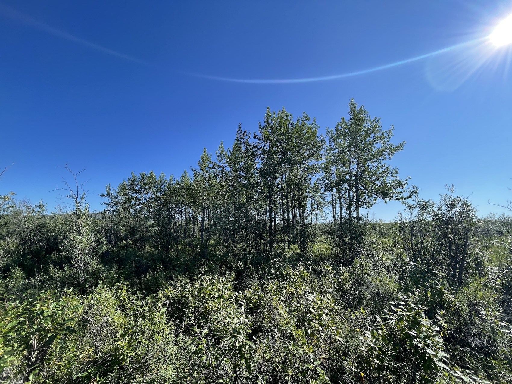 A stand of deciduous trees rises into a blue sky.