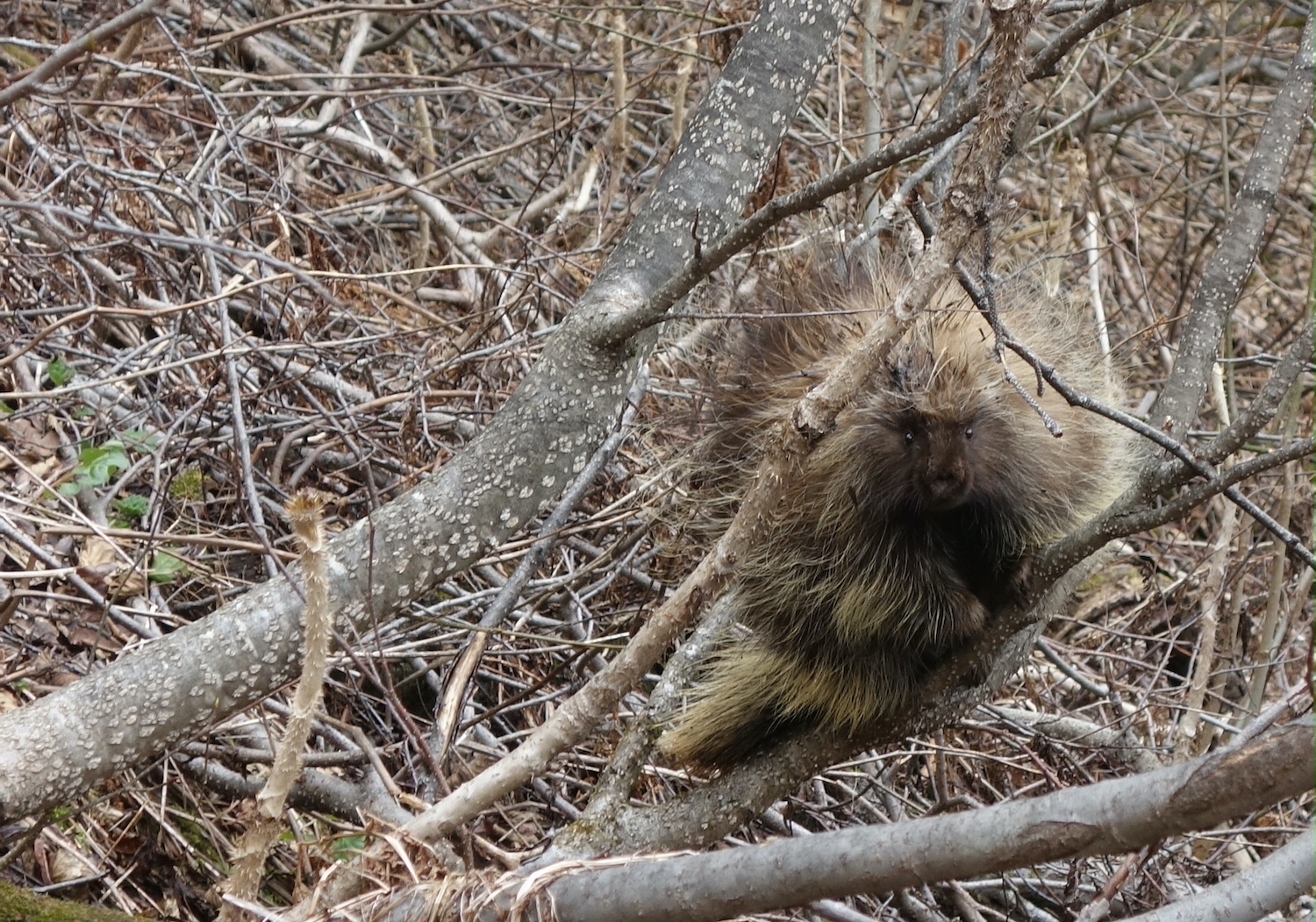 A porcupine perches in a deciduous, leafless tree.