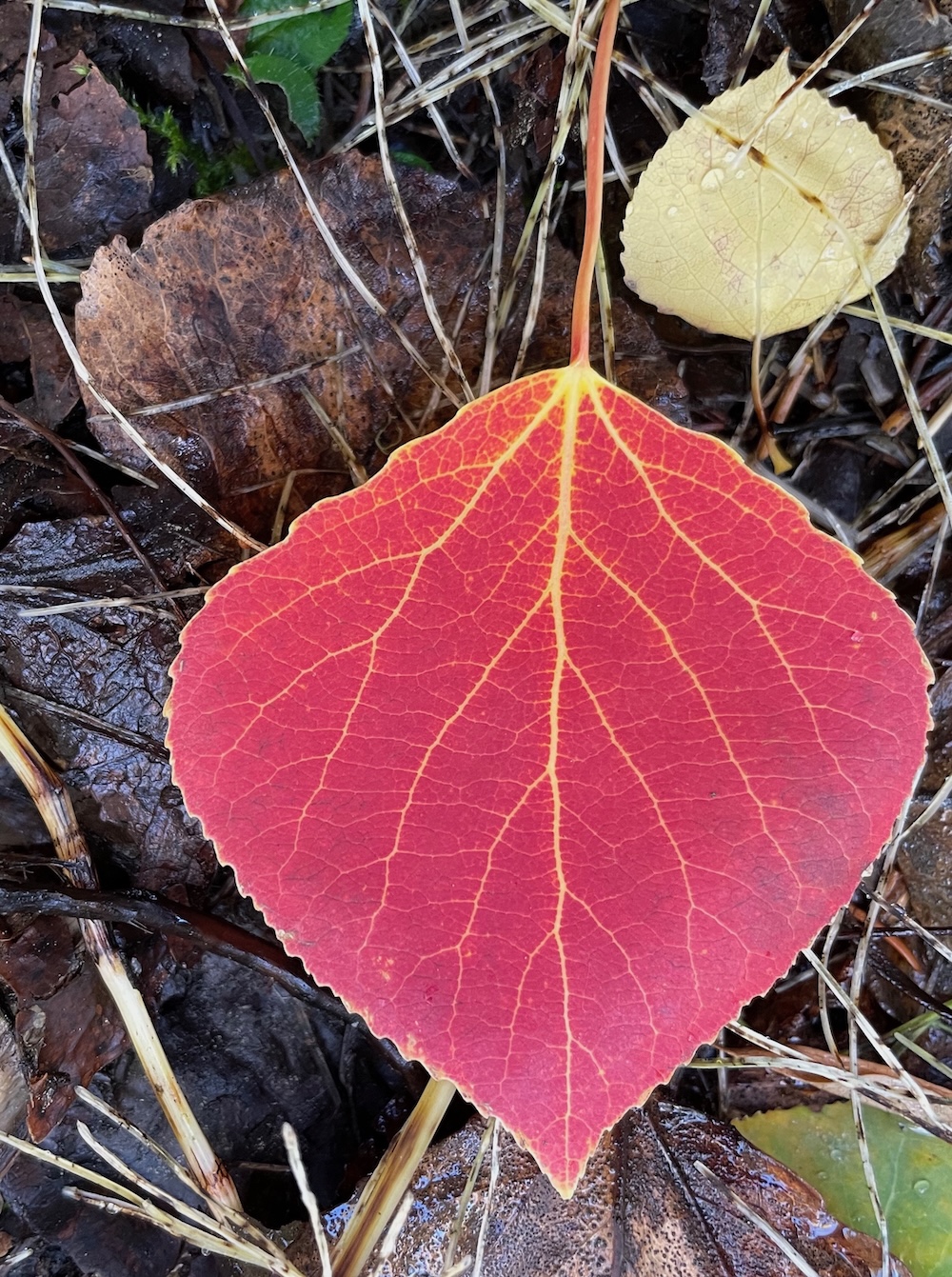 A bright red leaf with yellow veins lies on other leaves and horsetail stalks.