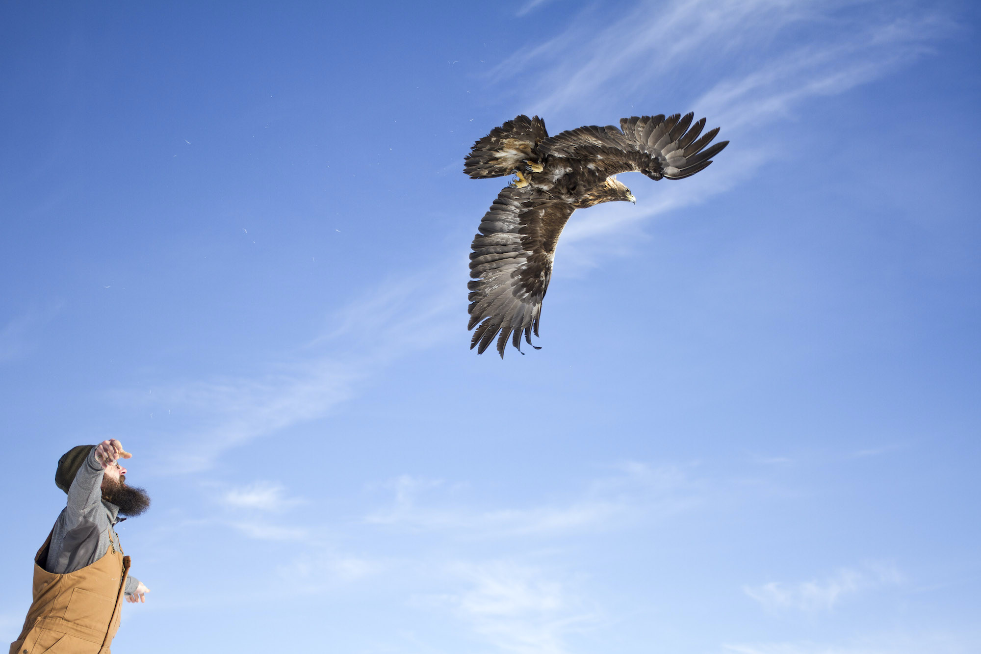 A golden eagle flies away from a man who has just released it.