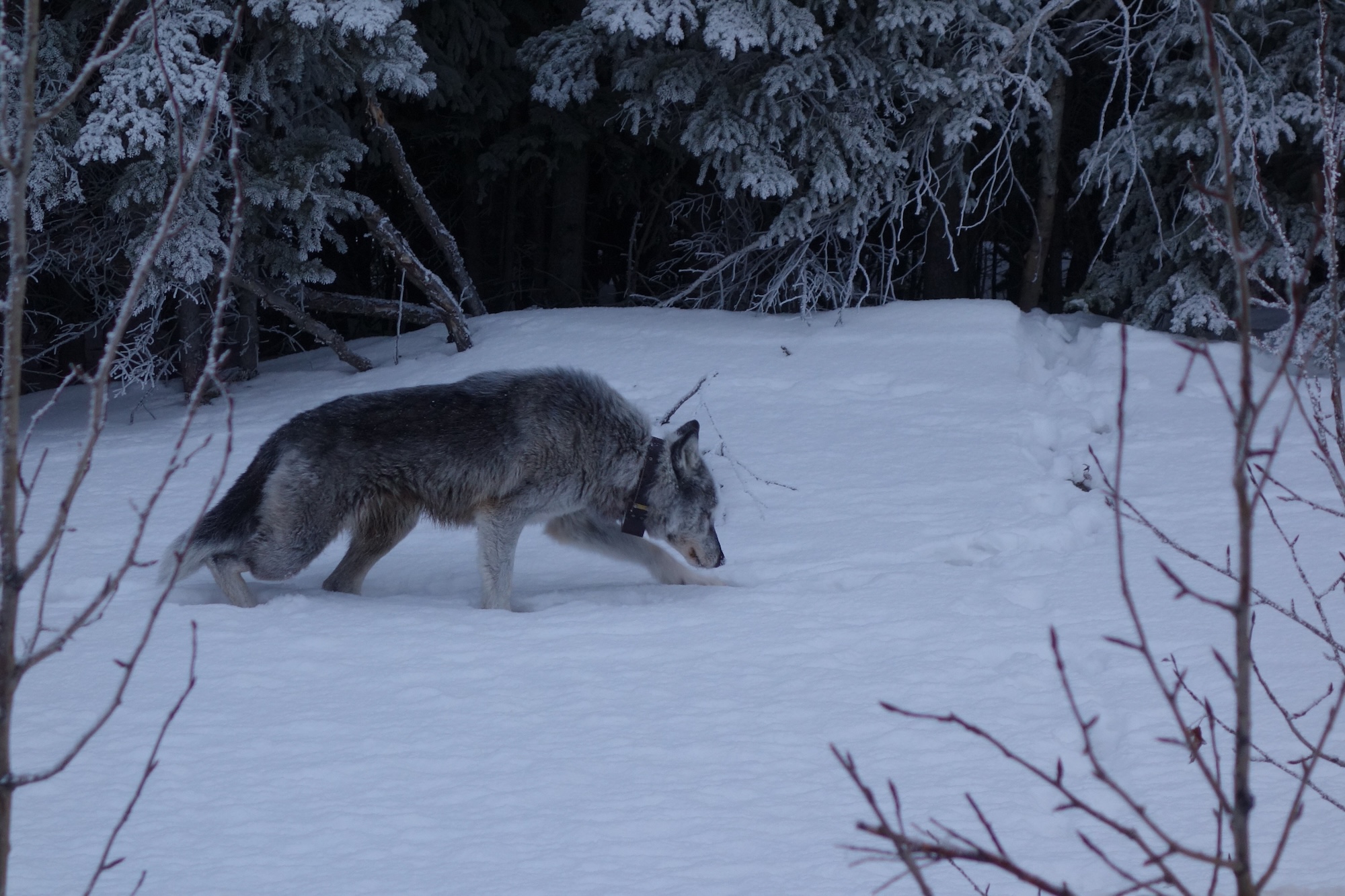 A gray wolf wearing a tracking collar walks through an open, snowy area with spruce forest in the background.