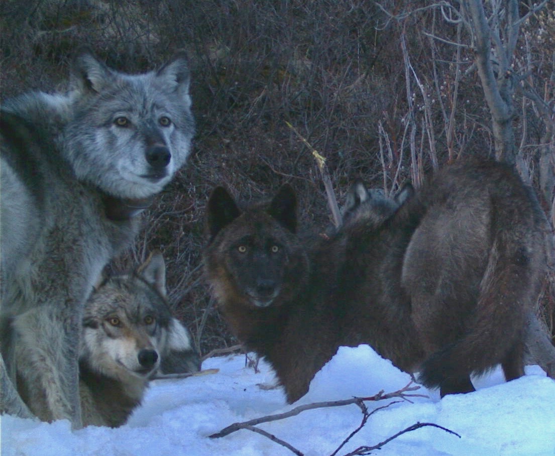 Several wolves look up while standing on snow in front of a thicket of leafless willows. 
