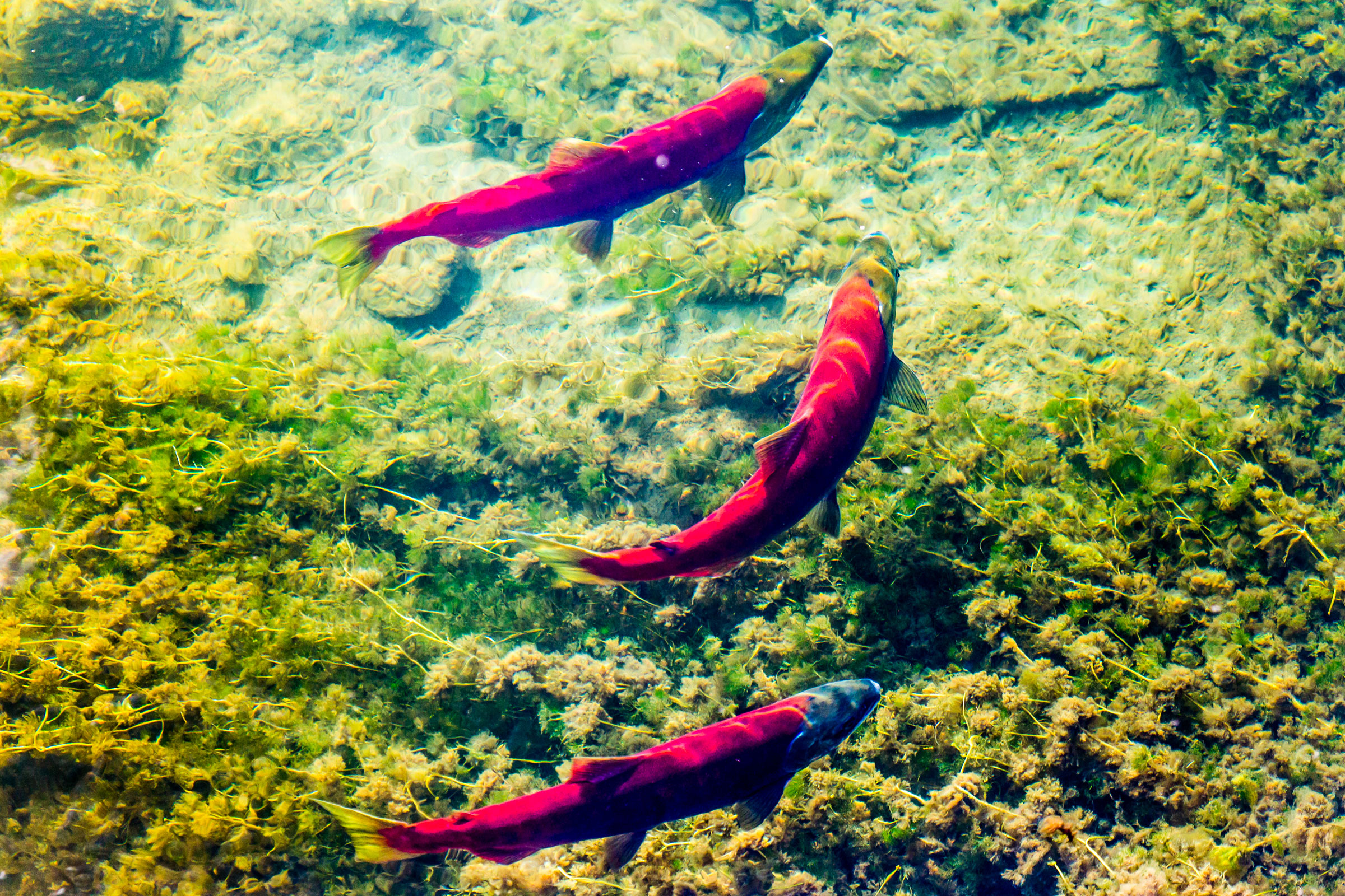 Salmon migrating