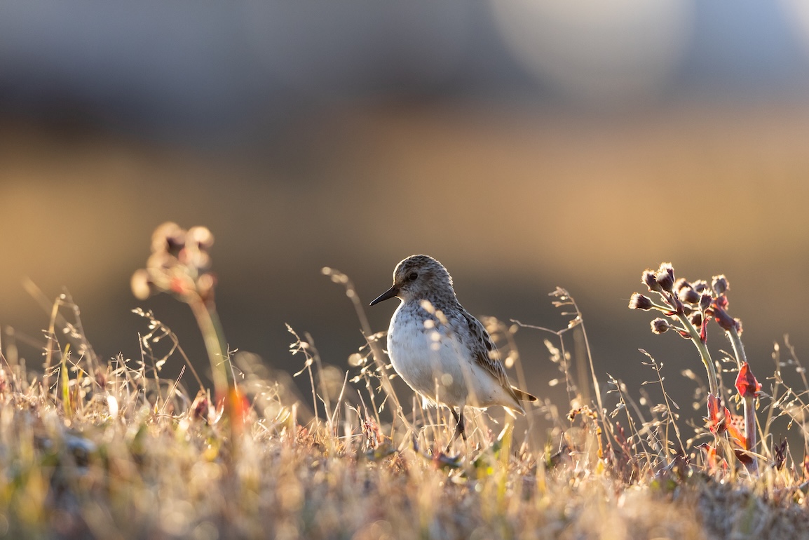 A semipalmated sandpiper, with its white breast and brown head, stands in autumn tundra vegetation against a blurred brown and blue background