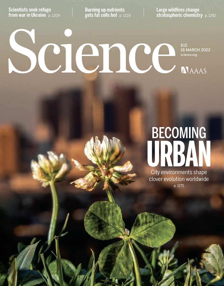 The cover of Science Magazine showing a picture of white clover. 