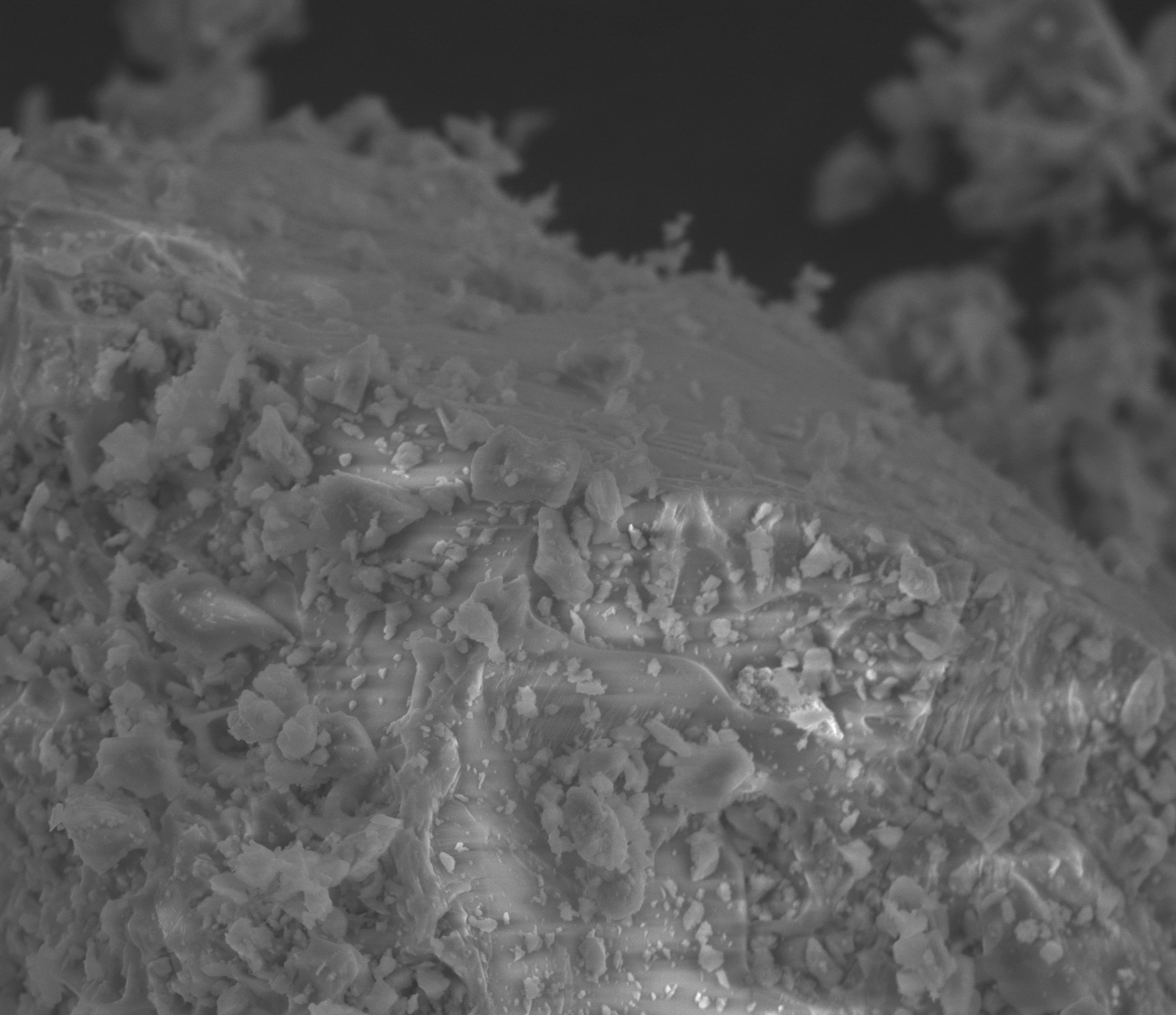 A grayscale scanning electron microscope image at 800× magnification shows a plagioclase mineral grain from Mount Spurr ash in shades of light and medium gray against a dark gray background. A smoother, lighter-gray crystal cleavage surface is visible near the top, while the rest of the grain is coated with irregular, pale-gray particles of fine tephra measuring about 1 to 5 micrometers.