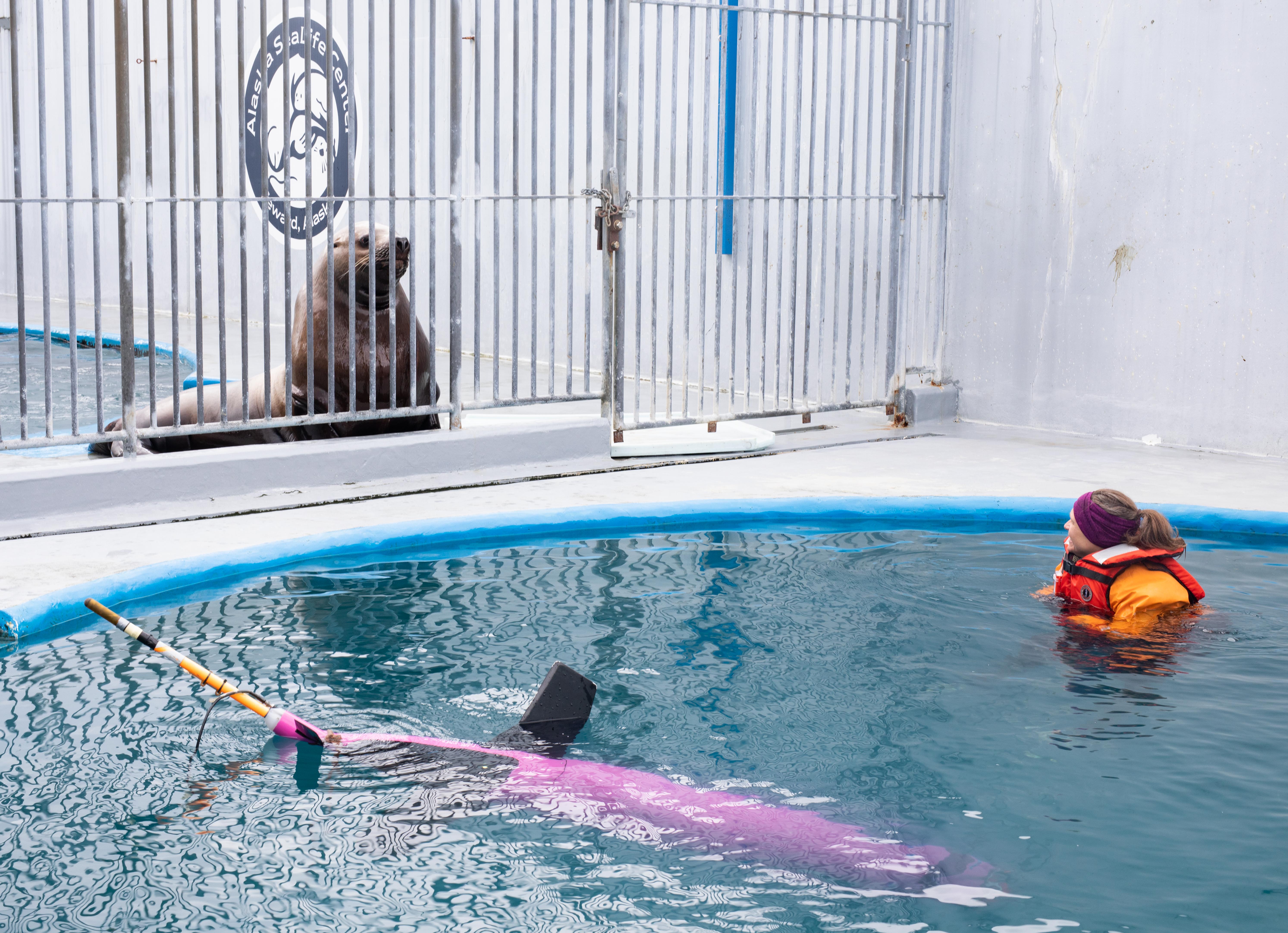 A sea lion at a scientist swimming in a tank with a seaglider. 