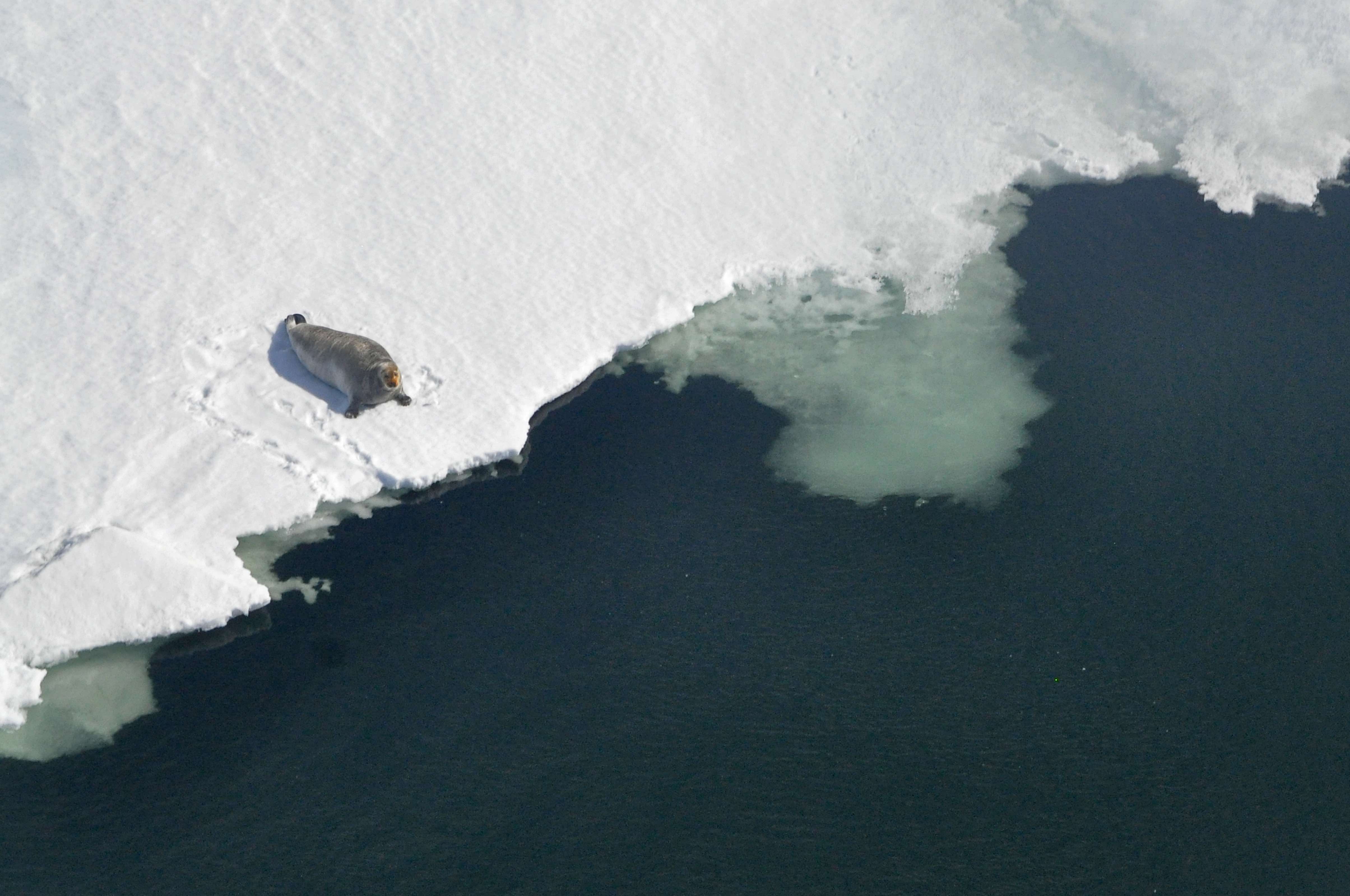A bearded seal sits on the ice edge in Kotzebue Sound. Photo by Jessie Lindsay, NMFS MMPA Permit No. 19309. 