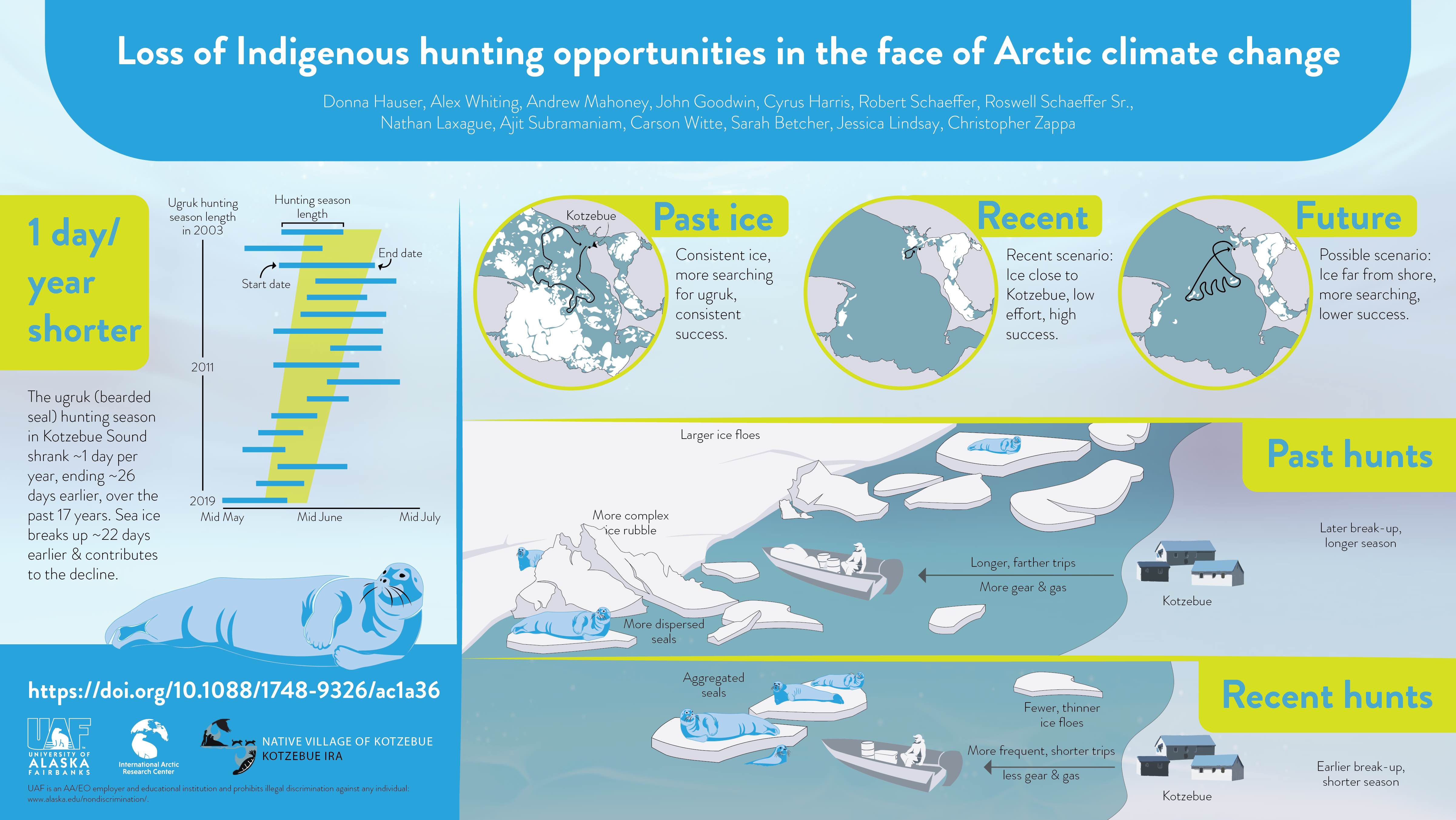 This graphic illustrates the key findings of the research, which merged Indigenous knowledge, tribal records and satellite data to demonstrate that the bearded seal hunting season in Kotzebue, Alaska, is shrinking. 