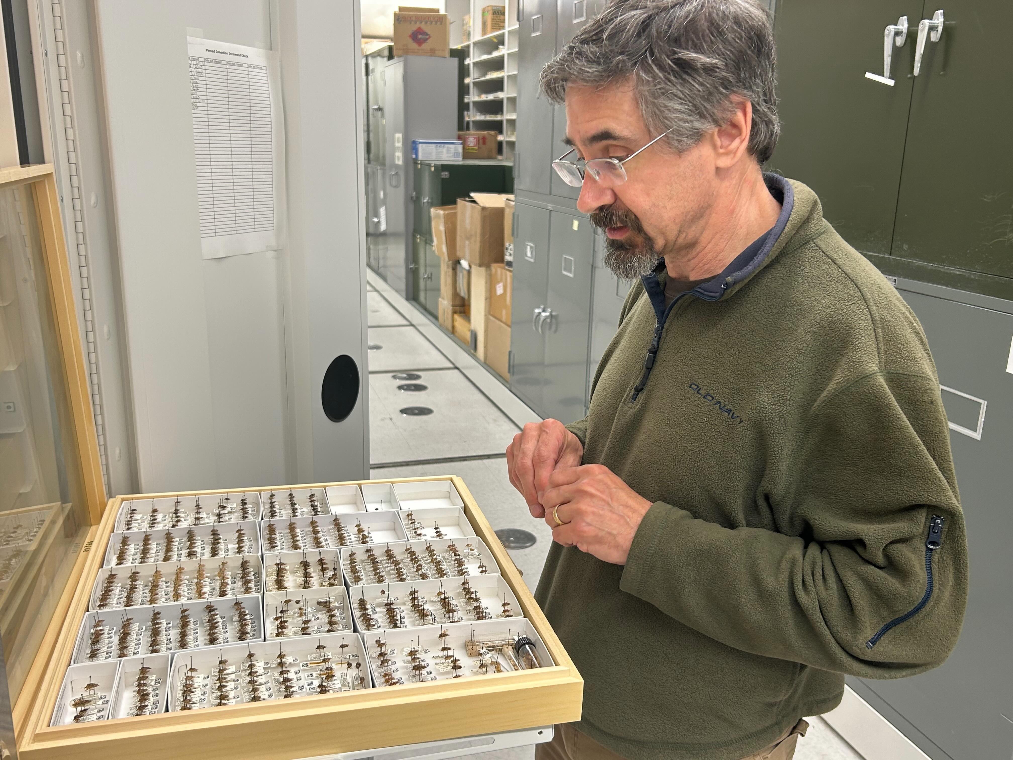 UAF professor of entomology Derek Sikes, curator of insects at the University of Alaska Museum of the North, stands in the museum’s collection area while examining a wooden tray filled with pinned insect specimens. He looks down at the organized rows of labeled specimens as he talks about birch shield bugs. Tall specimen cabinets and storage units line the room behind him, highlighting the museum’s research collections.