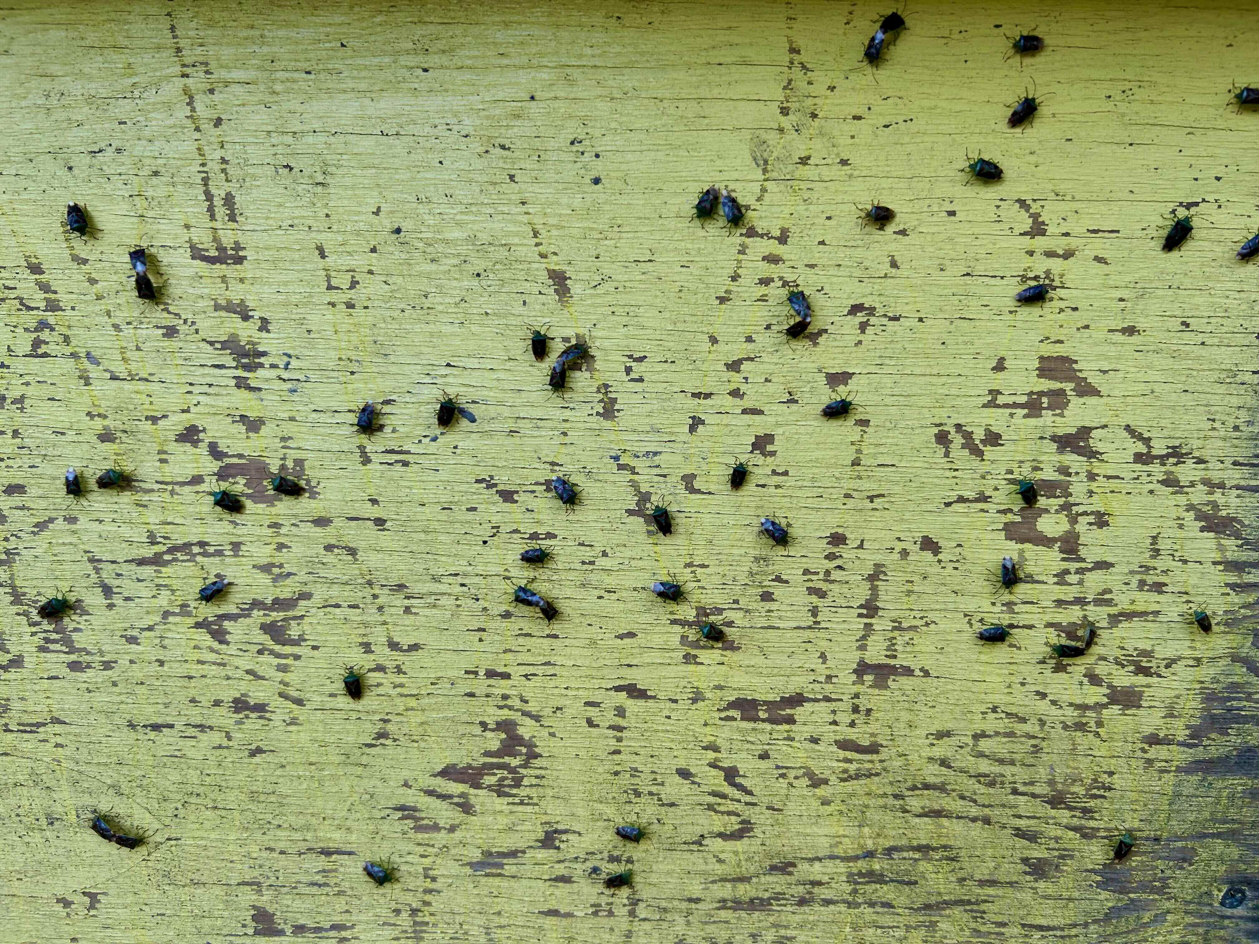 Dozens of birch shield bugs cling to the weathered yellow-painted side of a dog house in Two Rivers, Alaska, in early June 2026. The small, shield-shaped insects are scattered across the peeling wooden surface, illustrating the unusually large numbers of birch shield bugs observed in the area during the spring emergence.