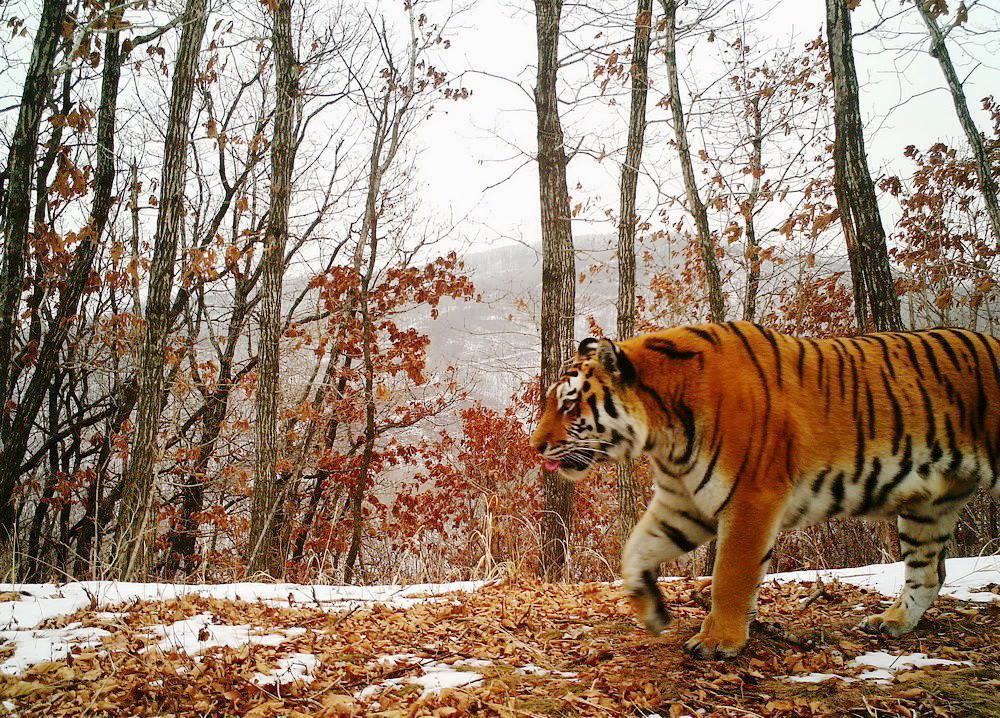 A tiger walks on a trail covered in orange leaves and patches of thin snow. Trees with more orange leaves are in the background, along with a tree-covered hill behind a light fog.
