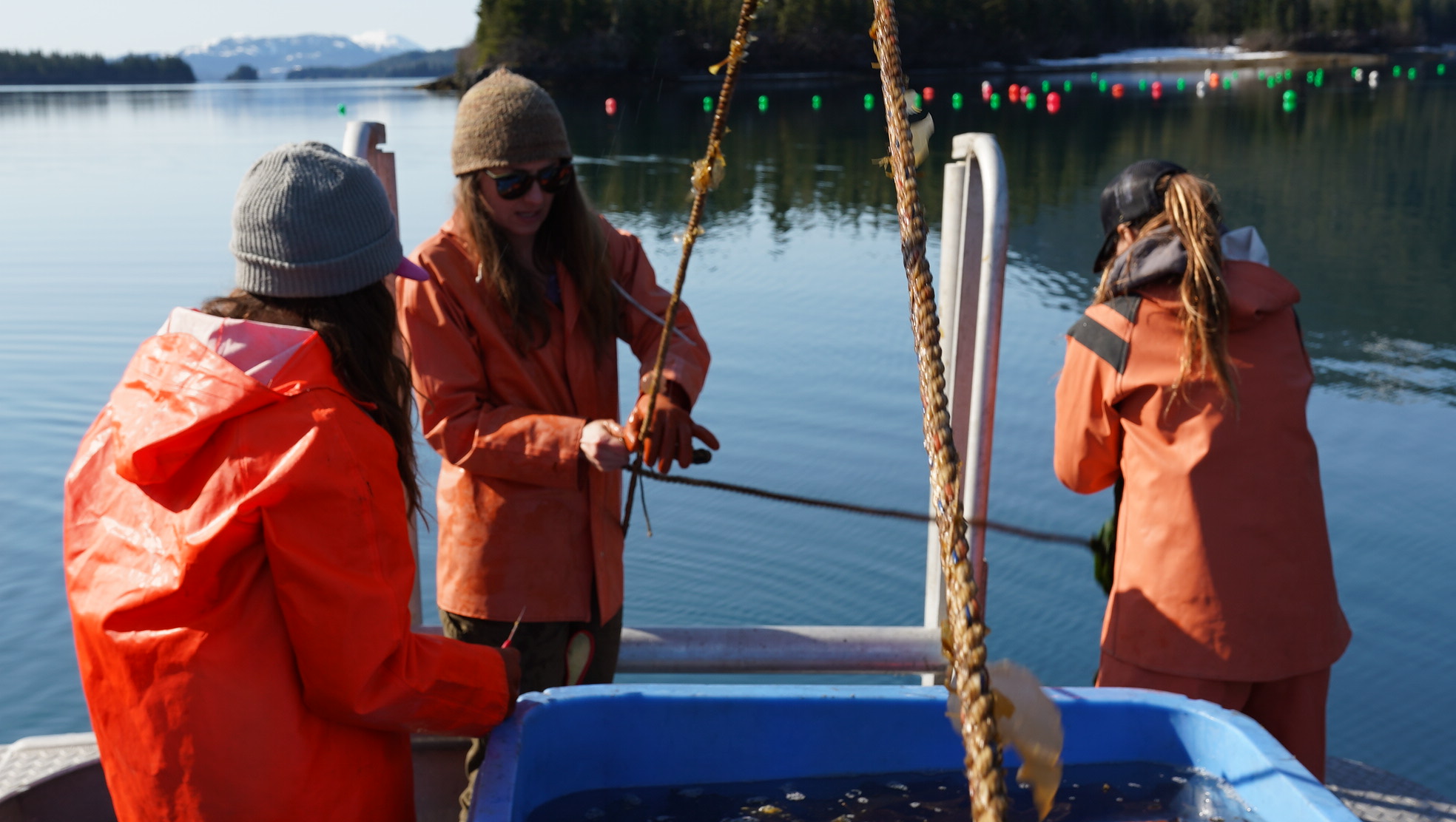 Skye Steritz (at center), owner of Noble Ocean Farms in Cordova, tends sugar kelp. Steritz is an advisory board member for Alaska EPSCoR. 