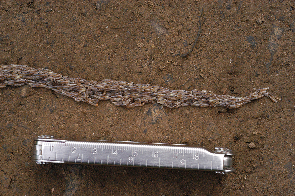 A line composed of hundreds of of worm-like insect larvae cross brown dirt. A multitool with measurement marks also sits on the dirt, providing a scale showing that the individual larvae are about 8 millimeters long. 