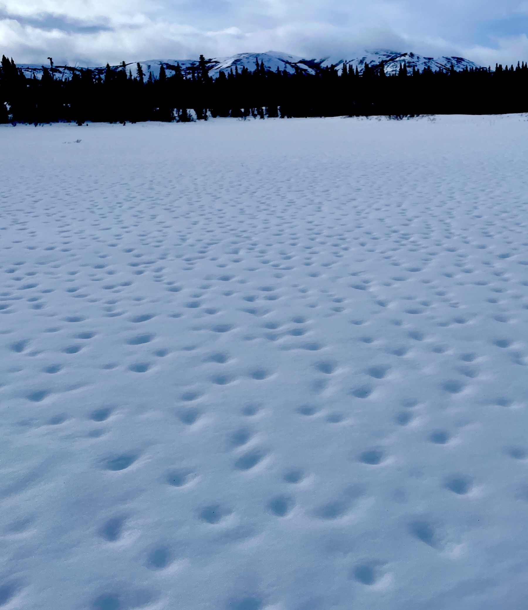 Dimples dot the surface of a snow field. Spruce trees rise in the background, and, behind them, high snow-covered hills.