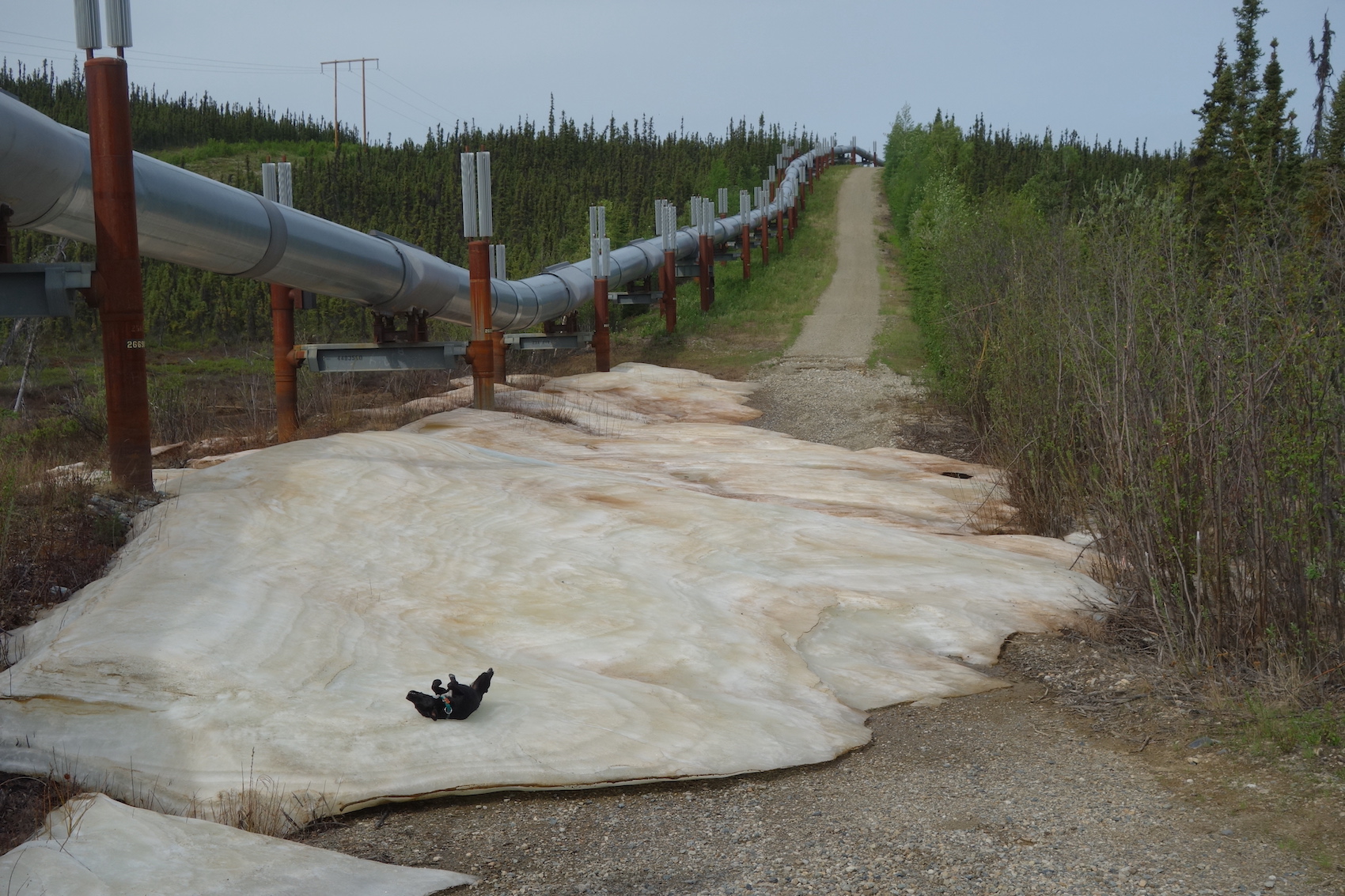 A sheet of ice lies across a road that parallels an elevated pipeline. A black dog rolls on the ice. Green grass lies along the road and pipeline, while leaves sprout from willows and birch in the surrounding forest.