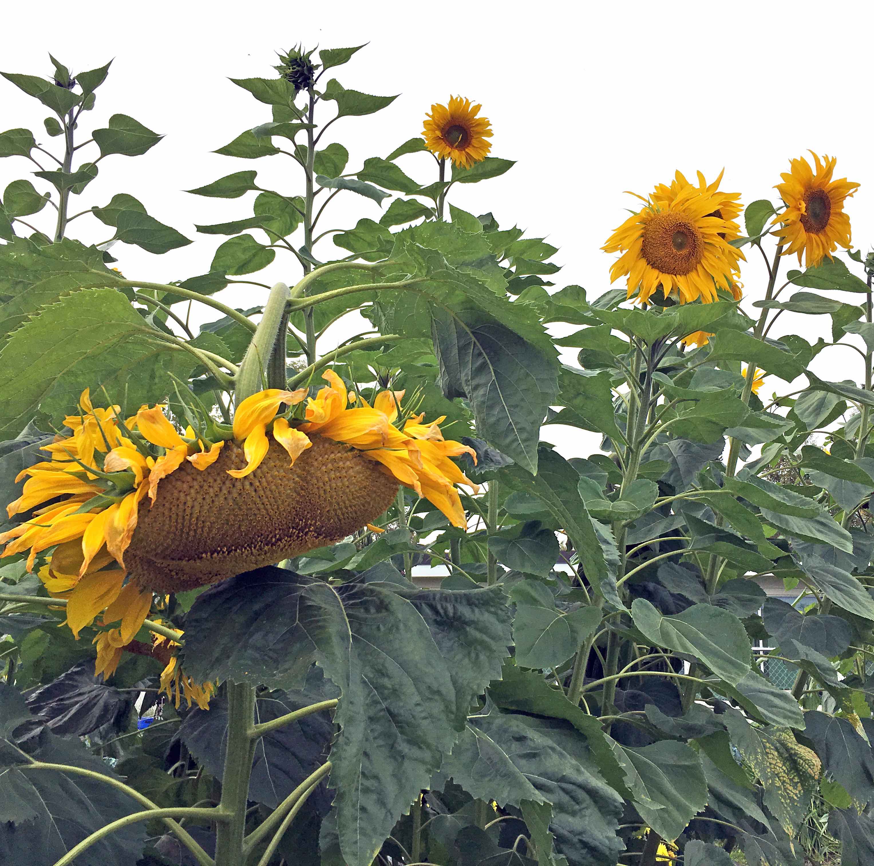 Several yellow sunflowers bloom on tall green leafy stalks.