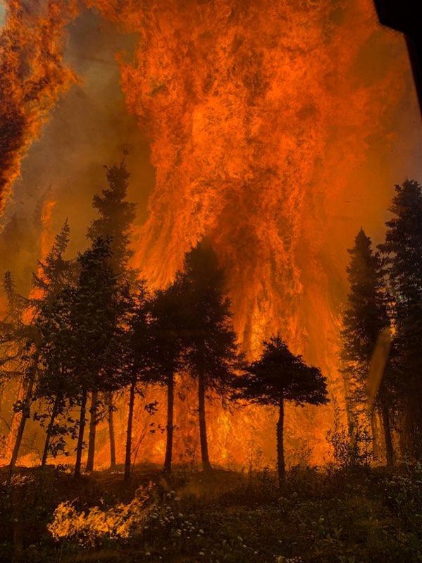 Trees burn in a wildfire