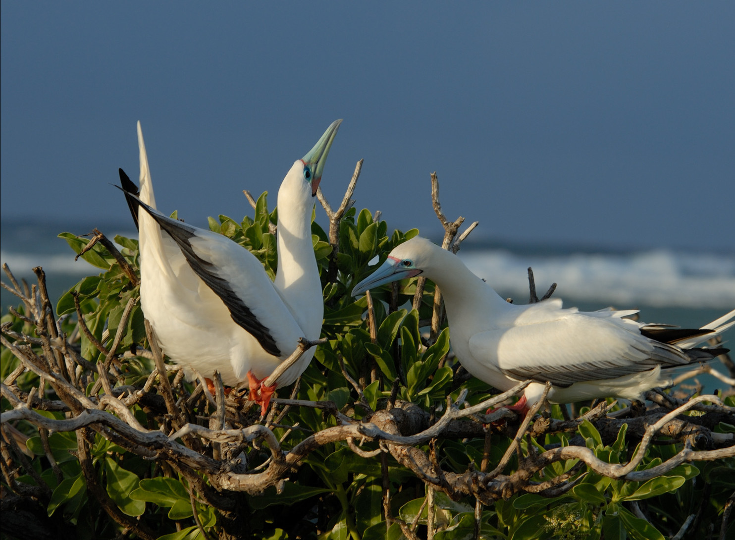 birds nesting on the ground