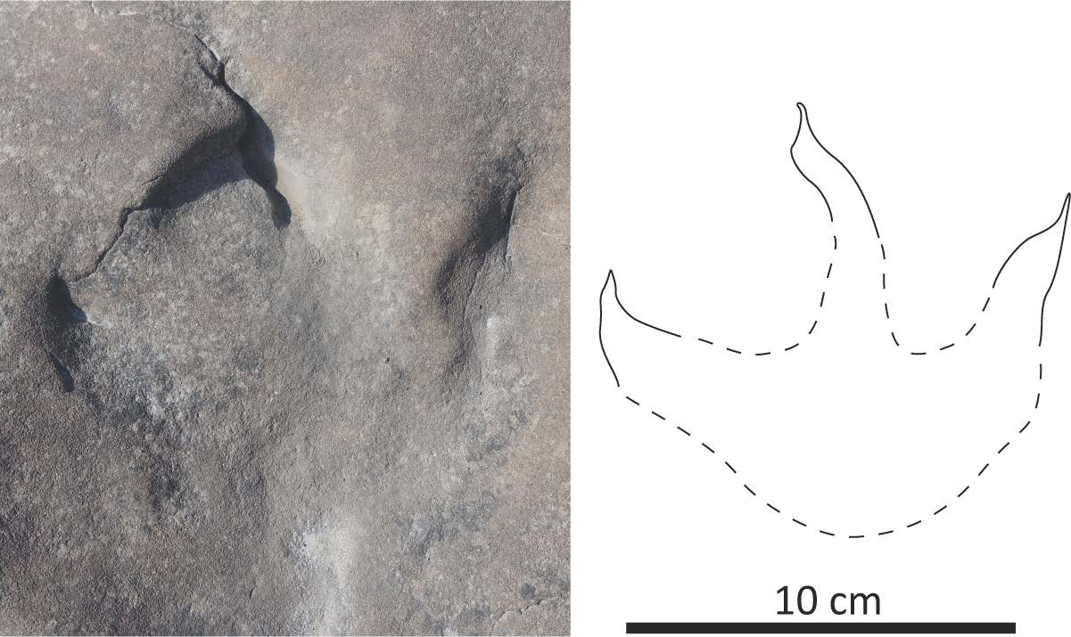 Fossilized theropod track