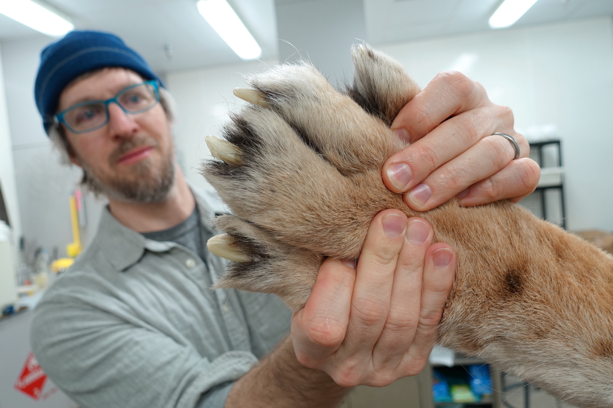 Using both hands, a bearded man in glasses and a knit blue cap holds a tiger paw close to the camera. The paw has large white claws.