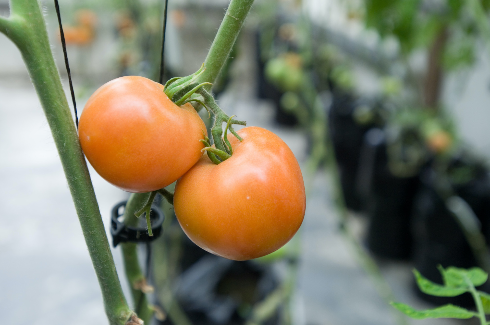 Two orange tomatoes grow on a green vine.