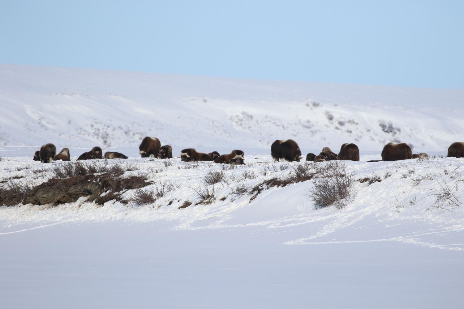 a her of musk oxen with snow and bushes