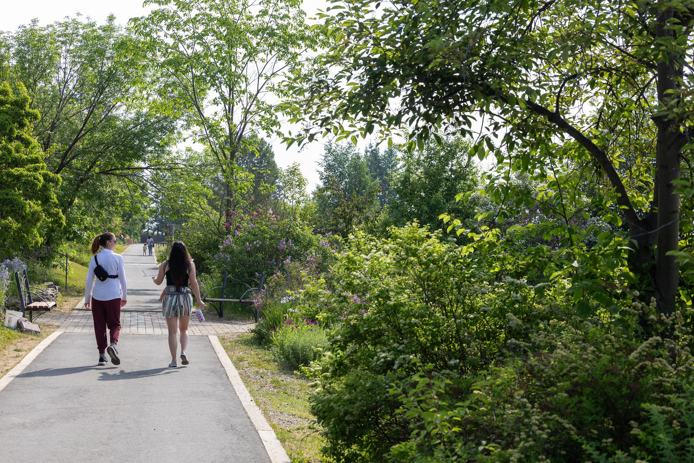 Two people walk along a paved path through trees and flowering plants in Georgeson Botanical Garden at the University of Alaska Fairbanks on June 19, 2025.