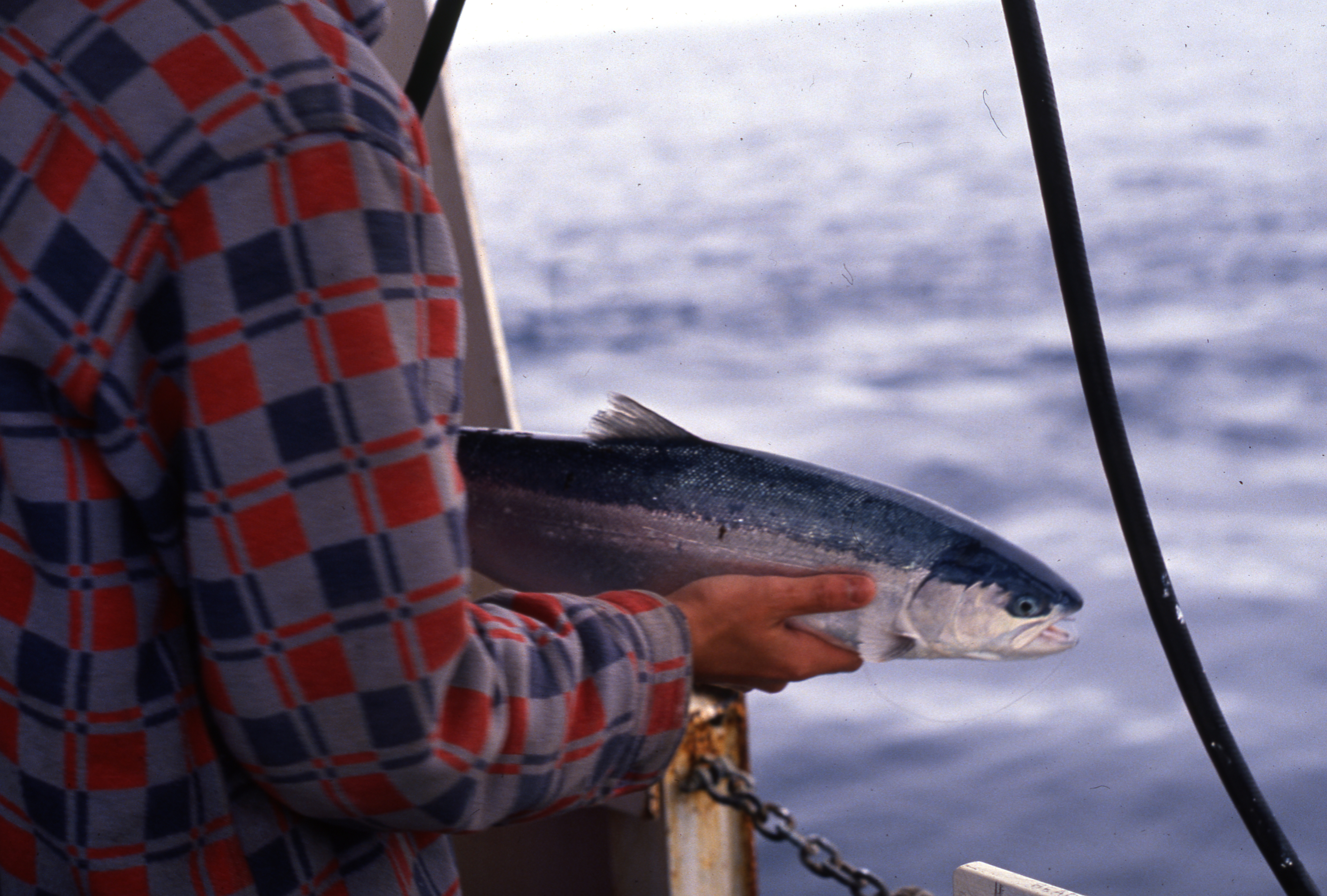 A steelhead trout caught aboard the W.E. Ricker in 1990 is set to be released after tagging.