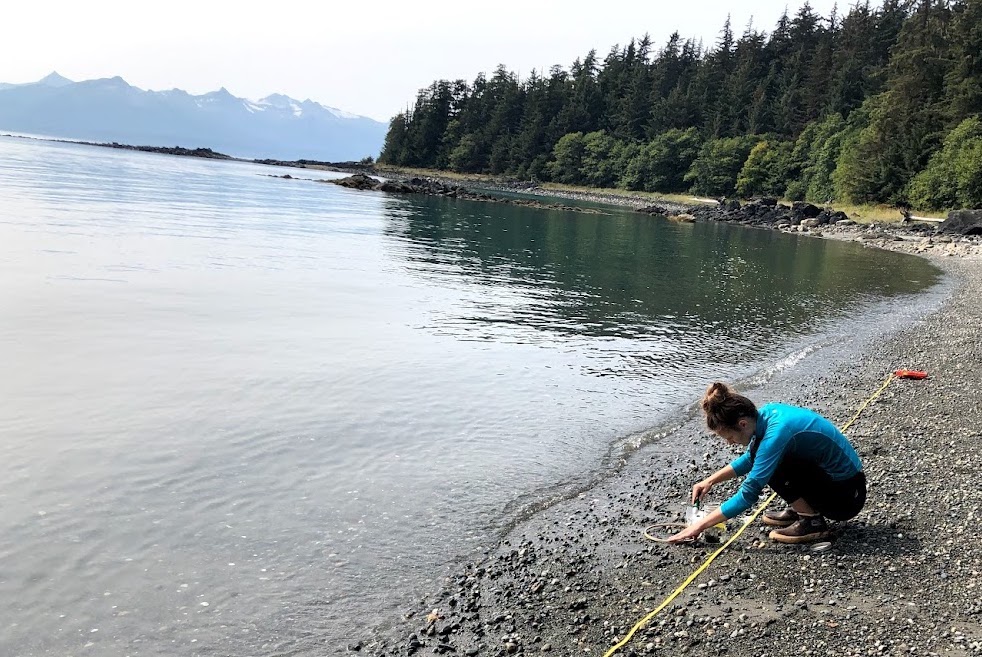 A woman crouches by the shoreline on a pebble beach while working with scientific sampling equipment on a sunny summer day. Beyond an inlet of Auke Bay lies an evergreen-covered ridge, and, far across Lynn Canal, the snow-topped mountains of the Chilkat Range rise in the background.