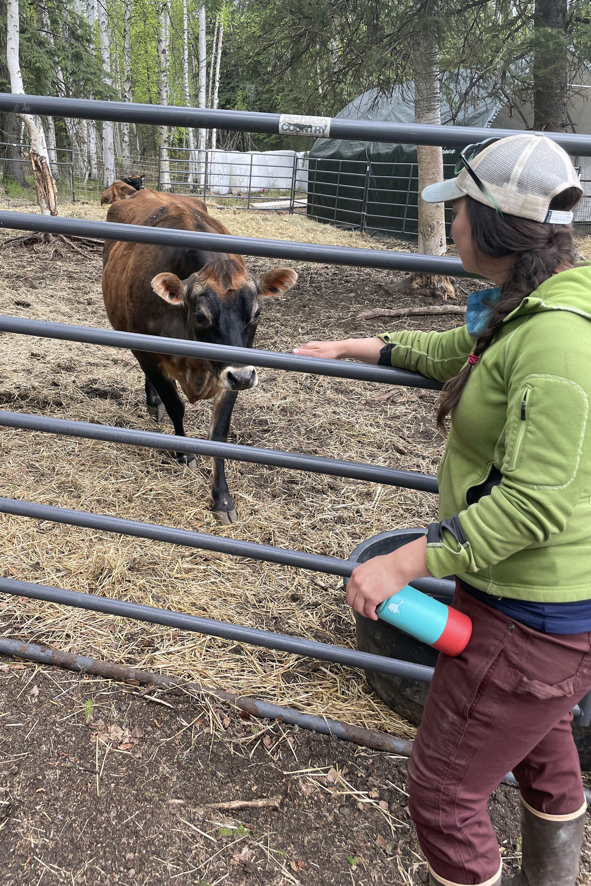 Woman greets a cow in a pen.