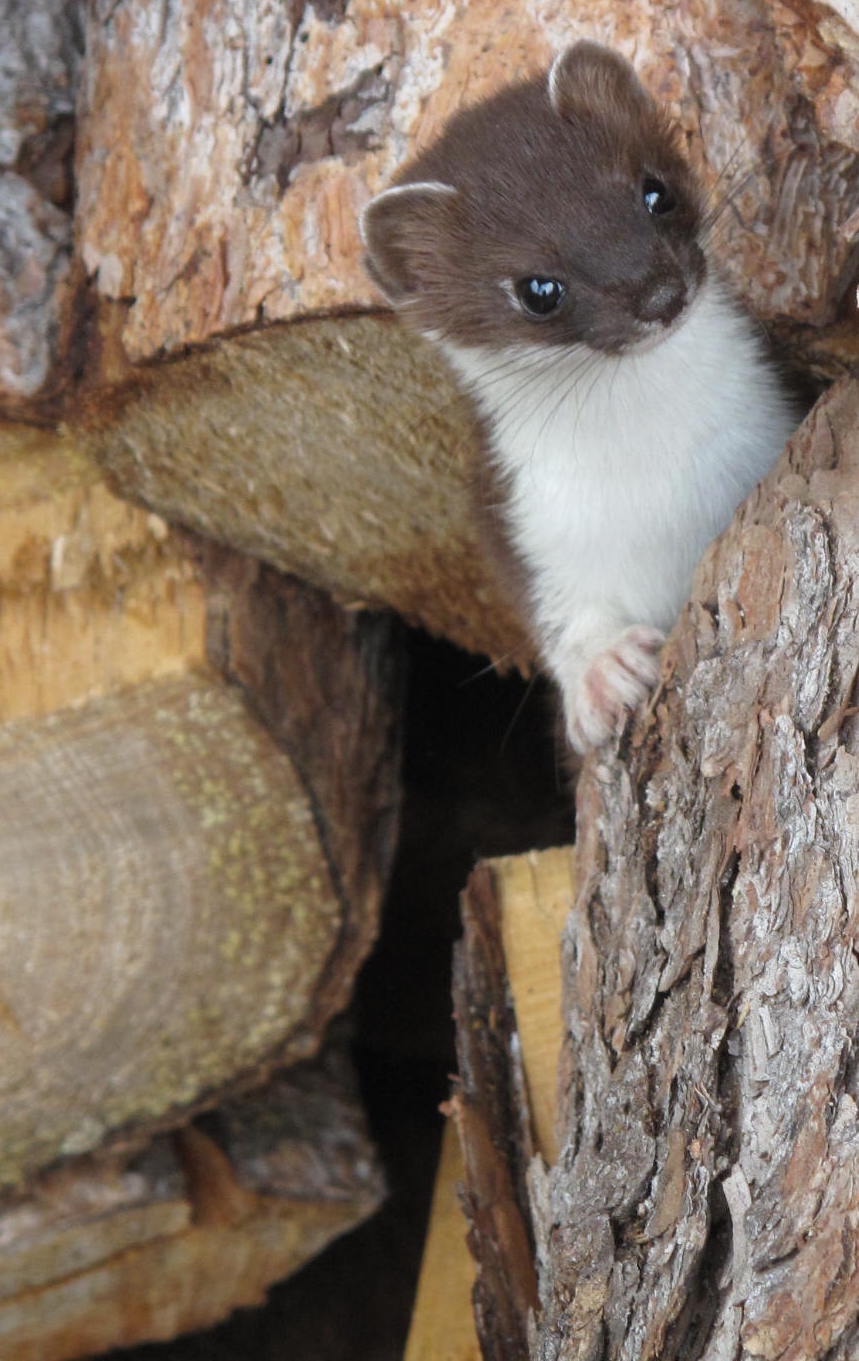 A brown and white weasel peers from between chunks of spruce firewood.