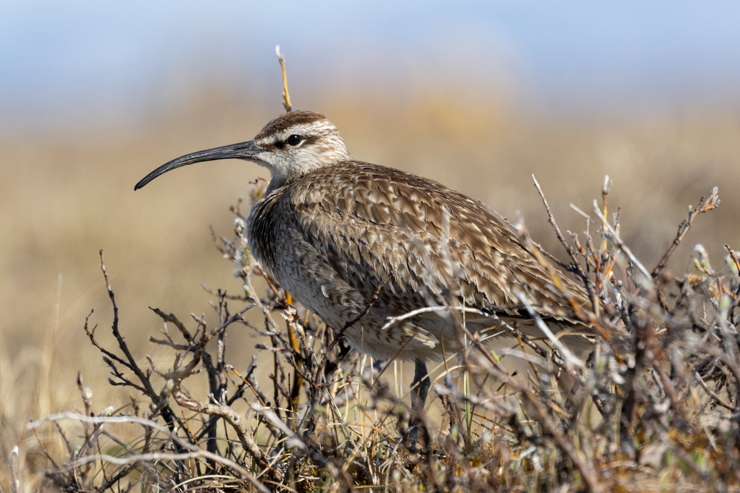 A brown bird with a long curved bill sits in short brown shrubbery.