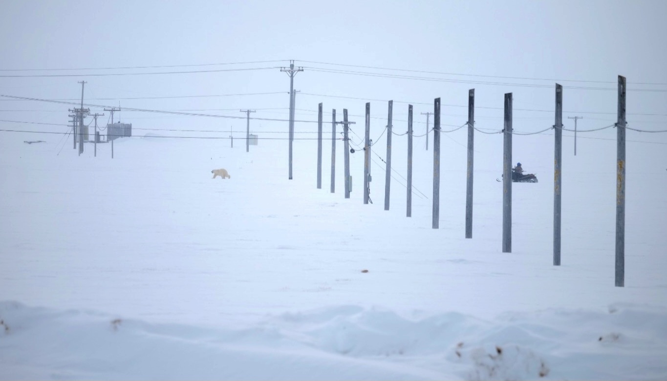 A polar bear, followed by a person on a snowmachine, strides across a snowy landscape featuring multiple power poles and lines.