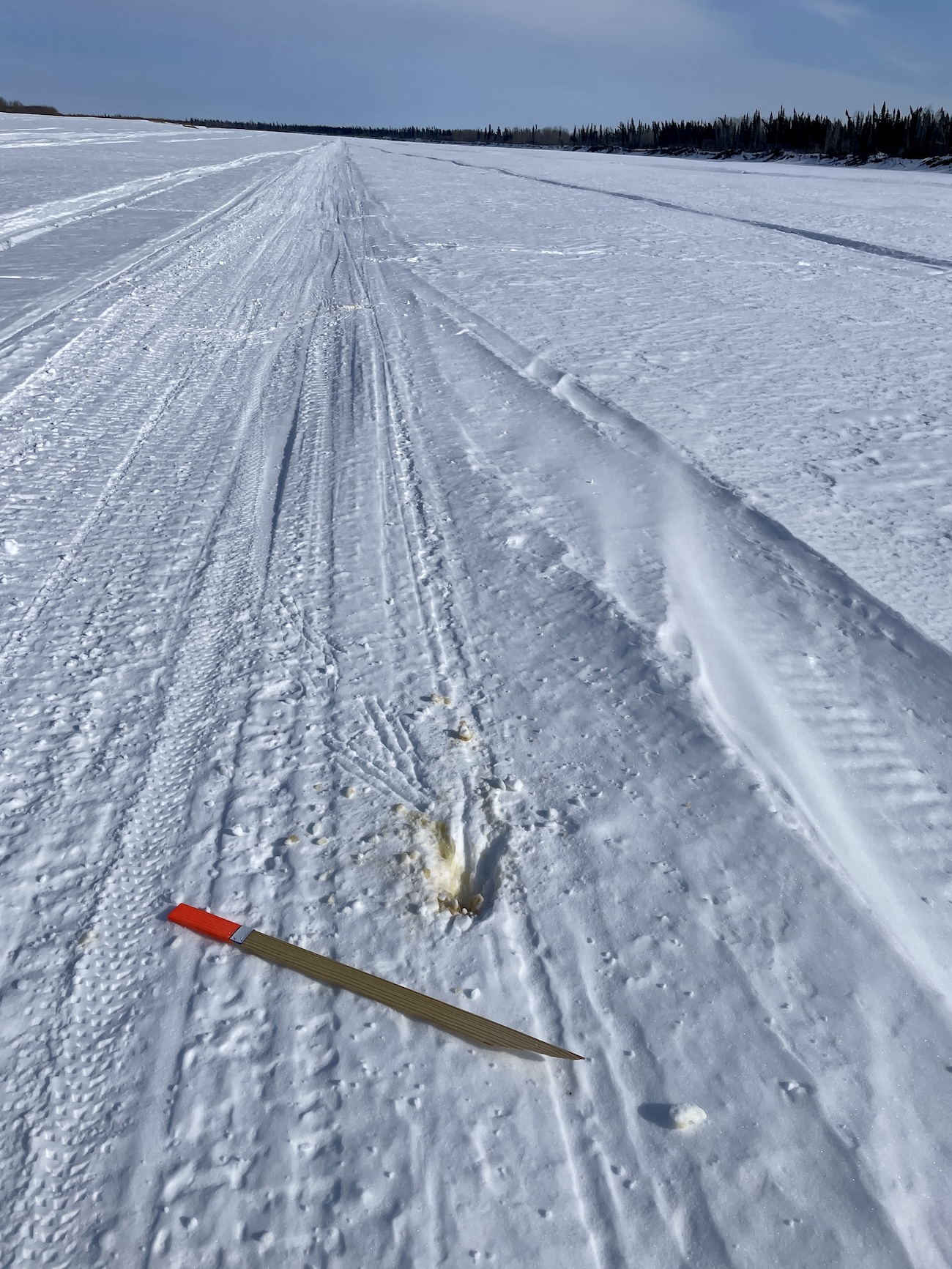 A broken survey stake lies on a snowy trail on a wide frozen river. Wolf claw tracks and urine mark a hole in the trail next to the stake.