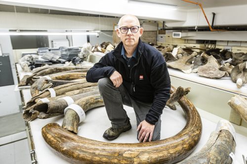 UAF photo by JR Ancheta. Mat Wooller, director of the Alaska Stable Isotope Facility, kneels among a collection of mammoth tusks at the University of Alaska Museum of the North.