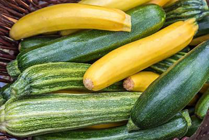 Zucchini squash