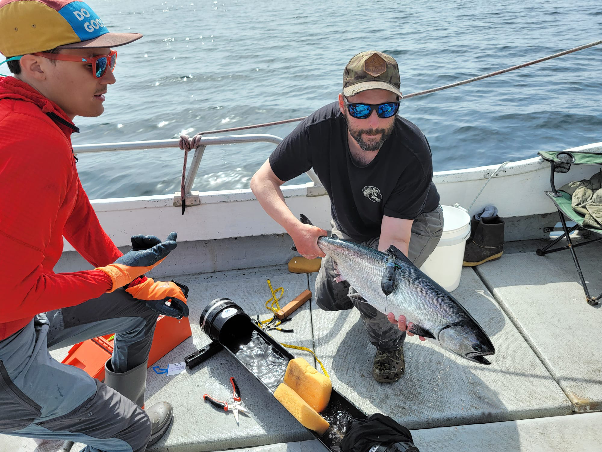 Marcel Gietzmann-Sanders and Michael Courtney prepare to release a tagged Chinook salmon from a boat near Sand Point, Alaska.