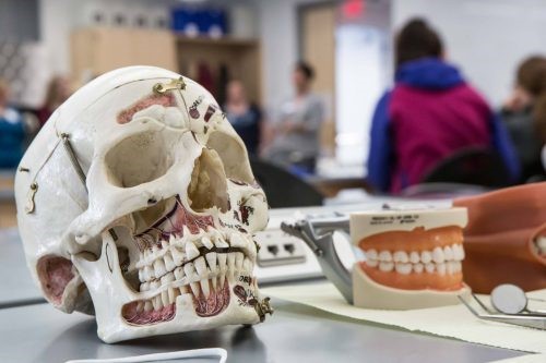 a model of a human skull rests on a desk in a classroom beside a model of human teeth