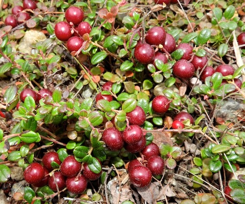 Red berries dot the green stems of a lowbush cranberry plant near Fairbanks, Alaska.