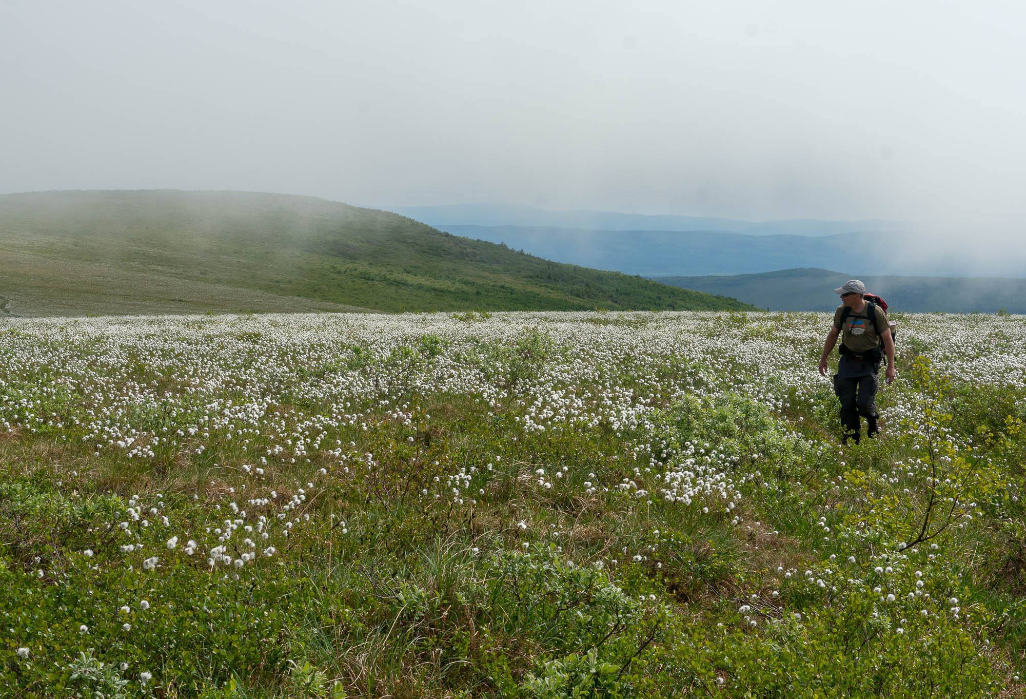 A man walks across a tundra field blanketed with cottongrass, which forms 2-inch balls of white fluff at the tops of its stalks. Blue hills in the distance are slightly obscured by fog in the sky
