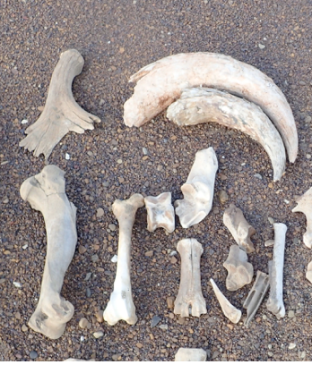 A collection of bones, antler and horn lies on sand.