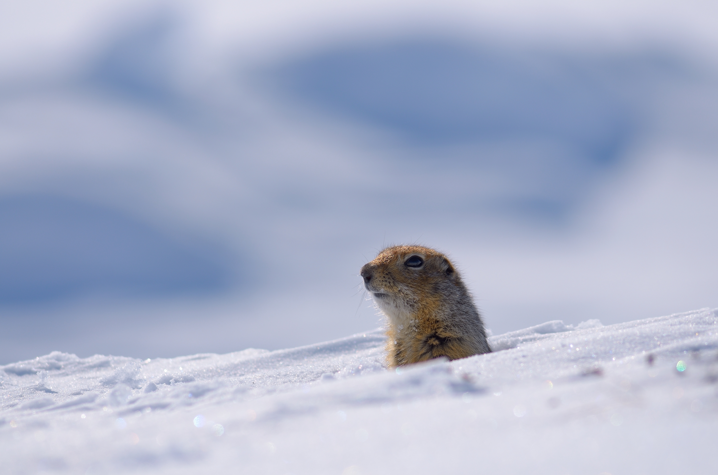 An arctic ground squirrel raises its head above snow.