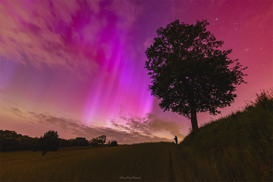 A dark tree outlined against a brilliant pink aurora.