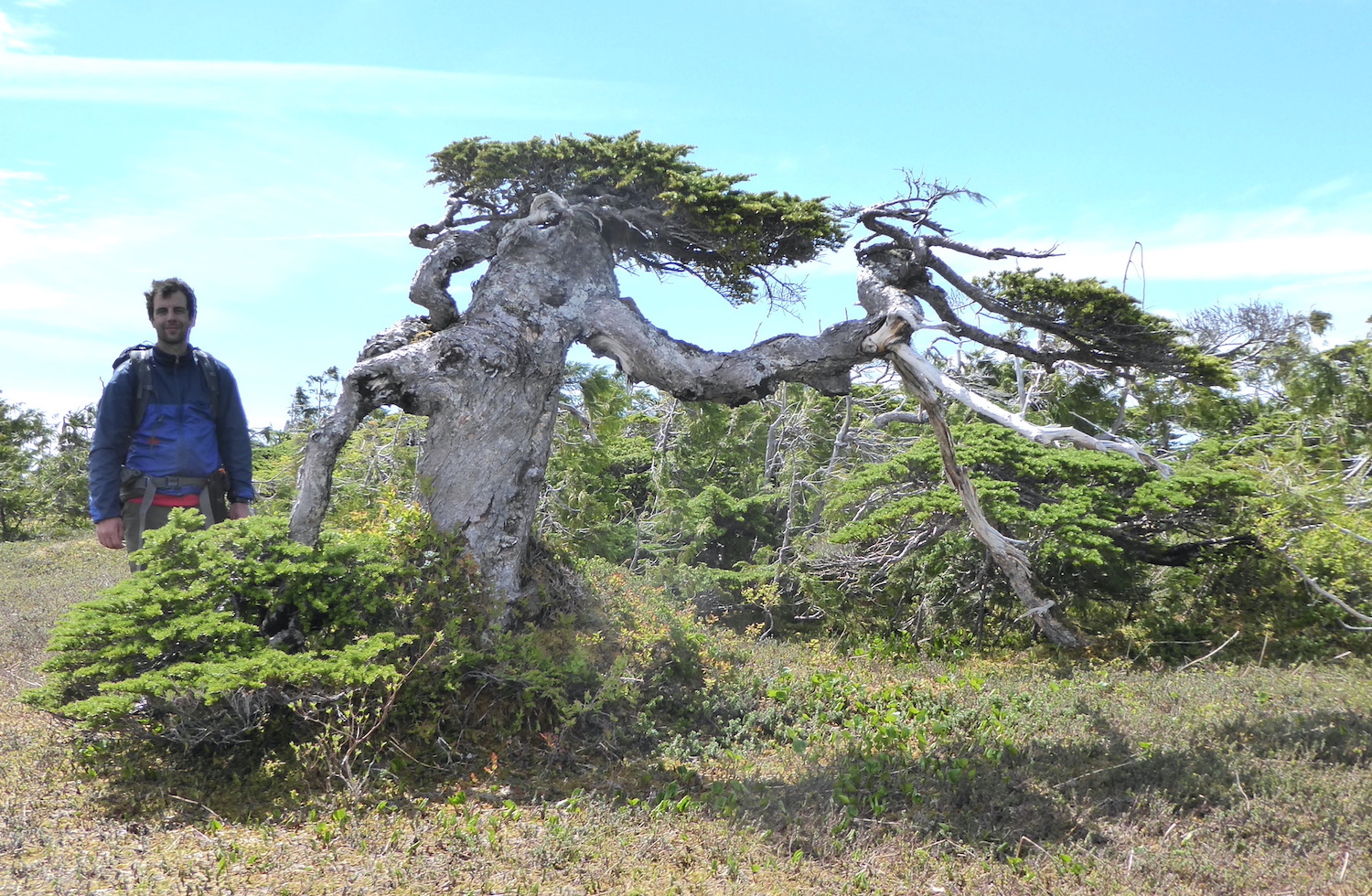 A man stands by a thick, twisted, low-growing evergreen tree.